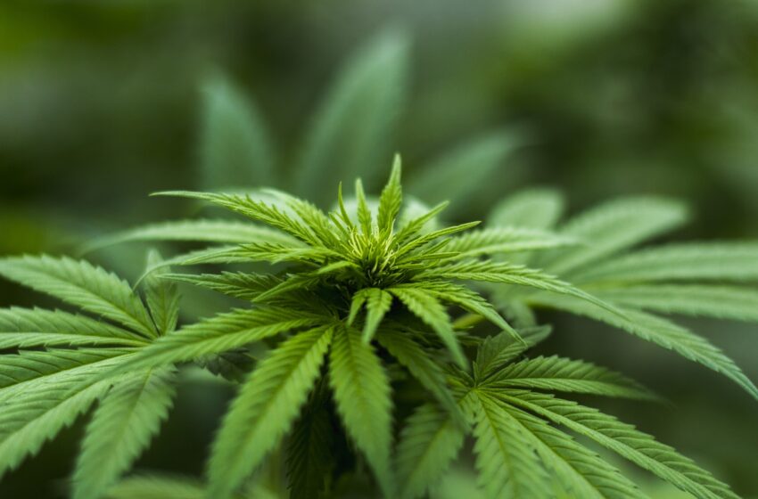  Preżentata White Paper Biex Ikun Hemm Sistema Iktar Ġusta Fl-Użu Tal-Kannabis