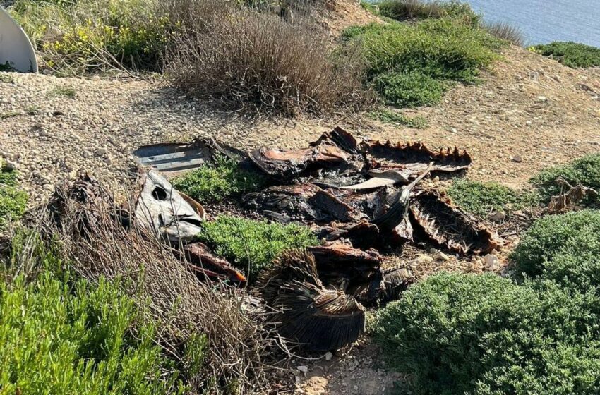  Fdalijiet Ta’ Ħut Kbir Mormija Fil-Kampanja Ħdejn Il-Faċilità Ta’ ‘Ta’ Ċumnija’ Fil-Mellieħa