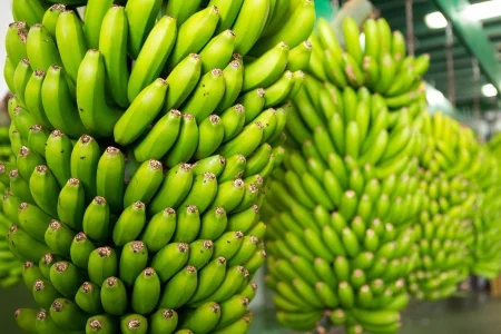  Kienu Stordew Ġo Maħżen Tal-Banana Fil-Marsa