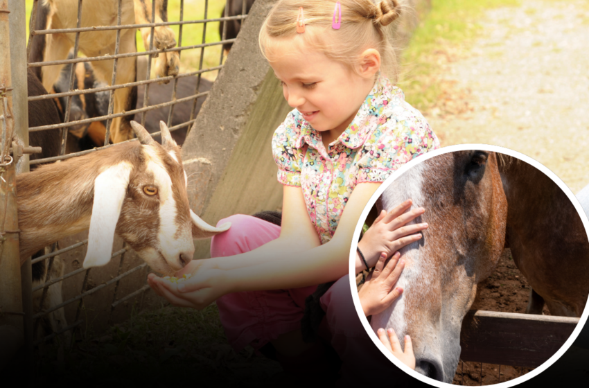  Kont taf li l-Petting Farm għandu l-benefiċċji tiegħu?