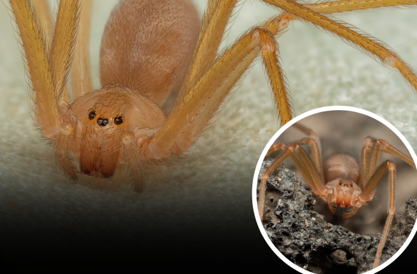  Il-Brimba Perikoluza, ’Violin Spider’ Reġgħet Tfaċċat fl-Italja!