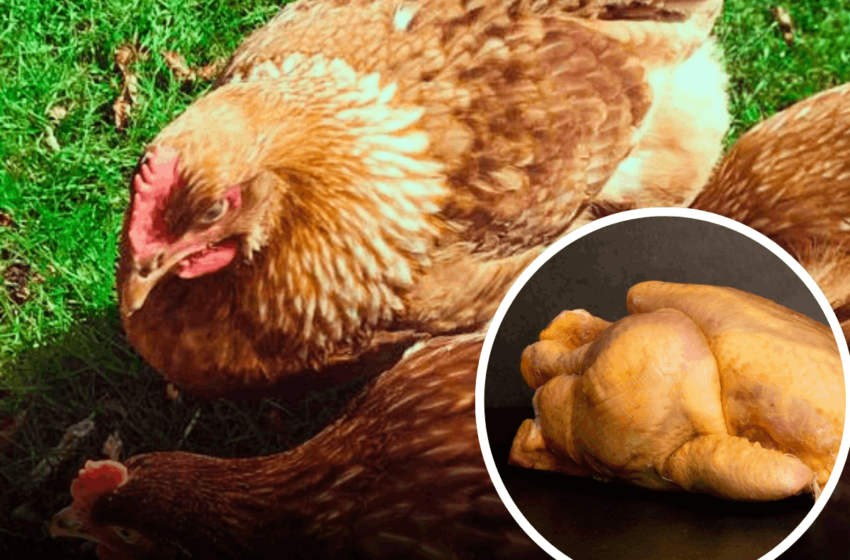  Il-Corn-fed Chicken: Għaliex Tagħżel Din it-Tip ta’ Tiġieġa?